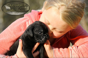 cane corso puppies